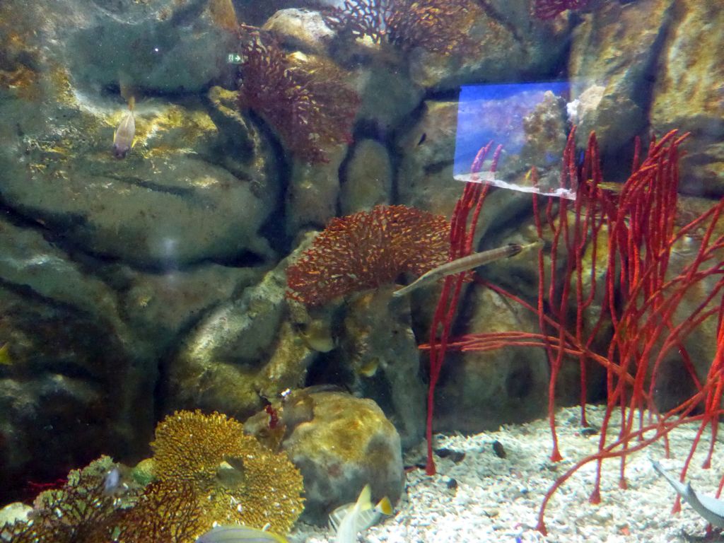 Shrimpfish, other fish and corals at the Seahorse Pier at the Sea Life Melbourne Aquarium