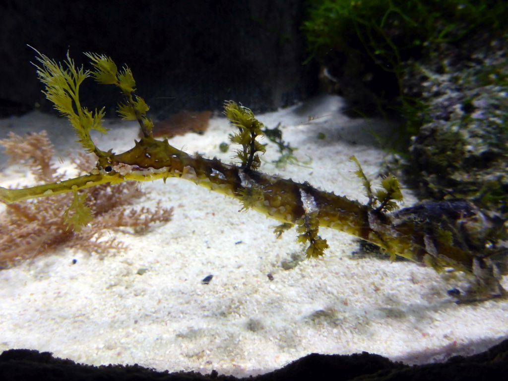 Leafy Seadragon at the Seahorse Pier at the Sea Life Melbourne Aquarium