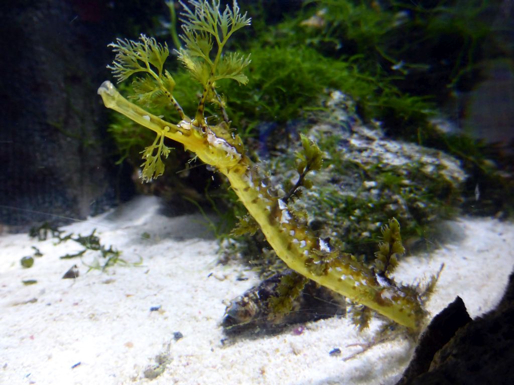 Leafy Seadragon at the Seahorse Pier at the Sea Life Melbourne Aquarium