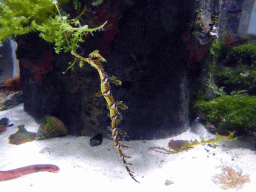 Leafy Seadragon at the Seahorse Pier at the Sea Life Melbourne Aquarium