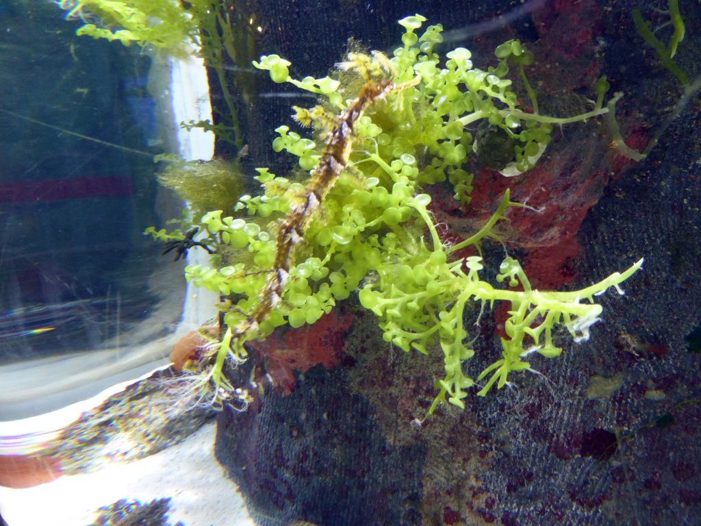 Leafy Seadragon at the Seahorse Pier at the Sea Life Melbourne Aquarium