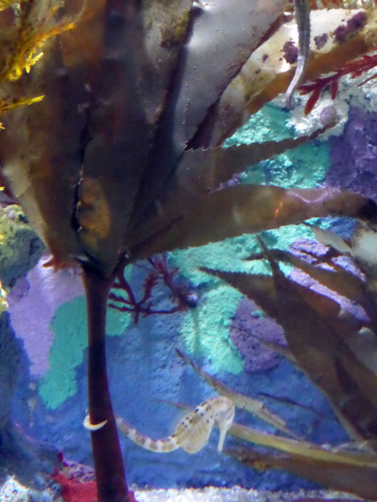 Big-bellied Seahorse at the Seahorse Pier at the Sea Life Melbourne Aquarium