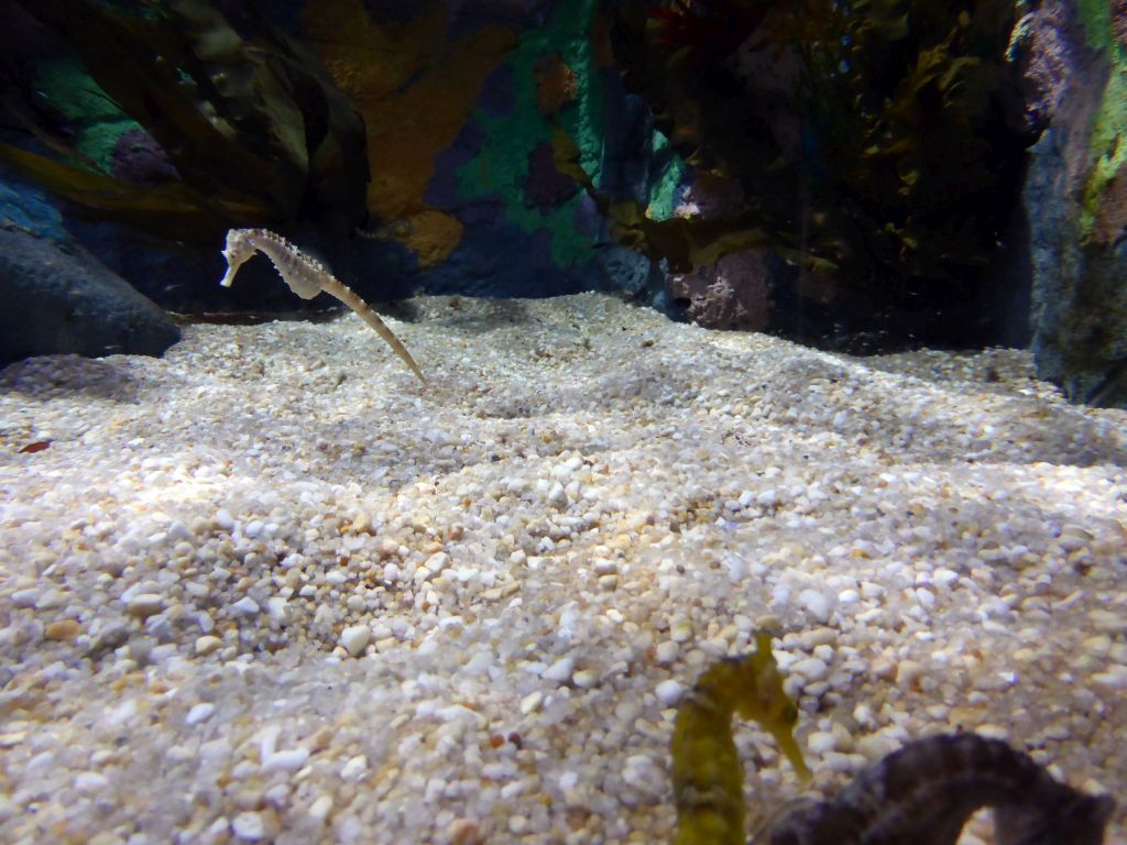 Big-bellied Seahorses at the Seahorse Pier at the Sea Life Melbourne Aquarium