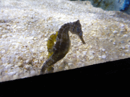 Seahorse at the Seahorse Pier at the Sea Life Melbourne Aquarium