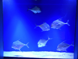 Fish at the Seahorse Pier at the Sea Life Melbourne Aquarium