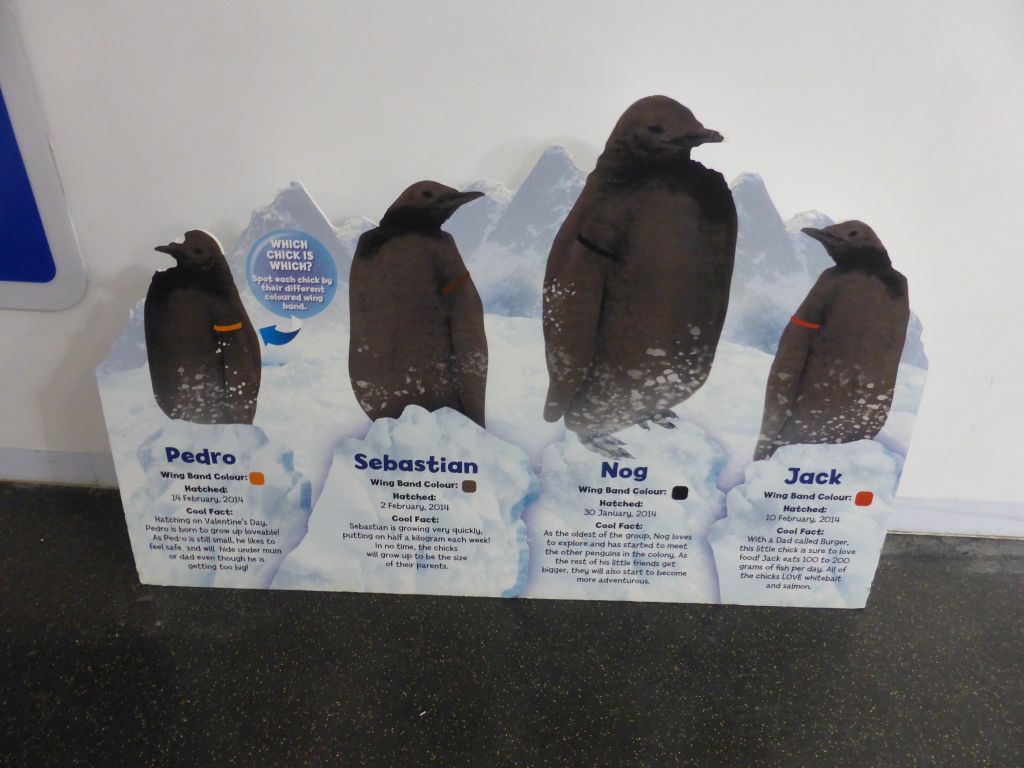 Information on King Penguin chicks at the Penguin Playground at the Sea Life Melbourne Aquarium