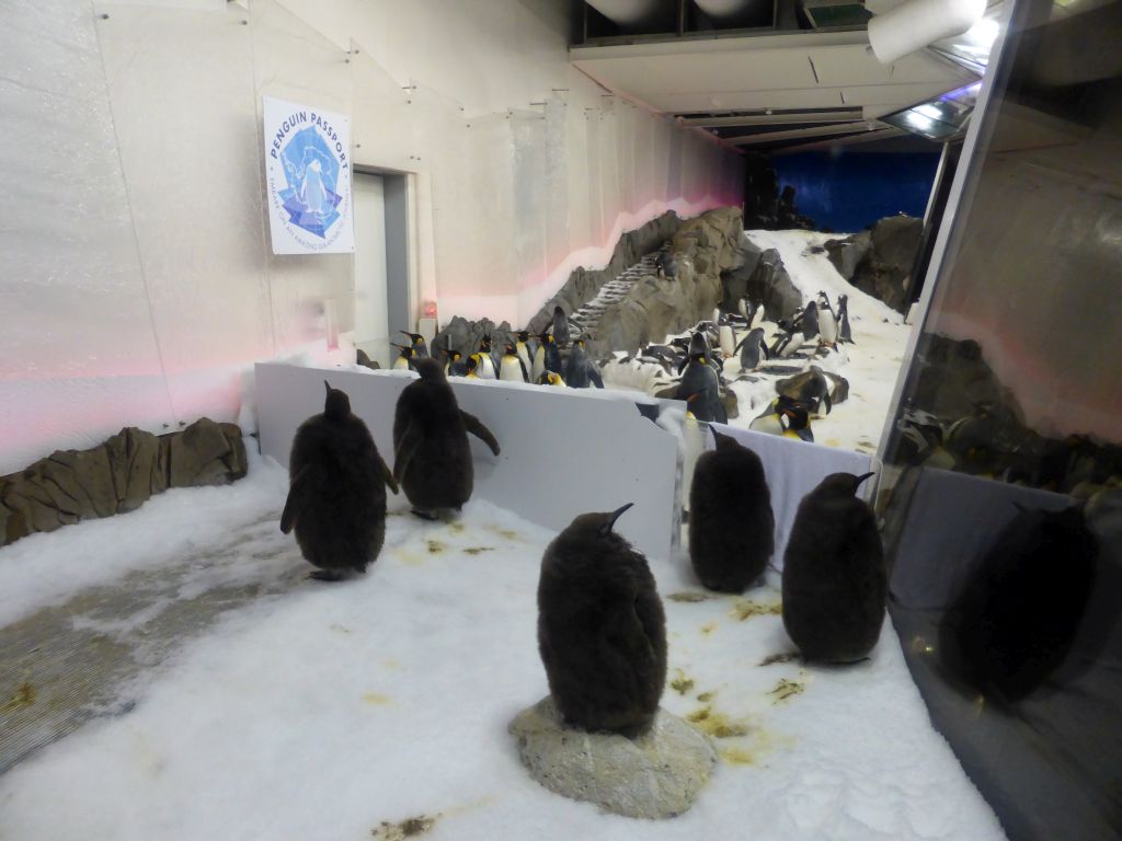 King Penguin chicks and King Penguins at the Penguin Playground at the Sea Life Melbourne Aquarium