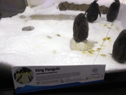 King Penguin chicks at the Penguin Playground at the Sea Life Melbourne Aquarium