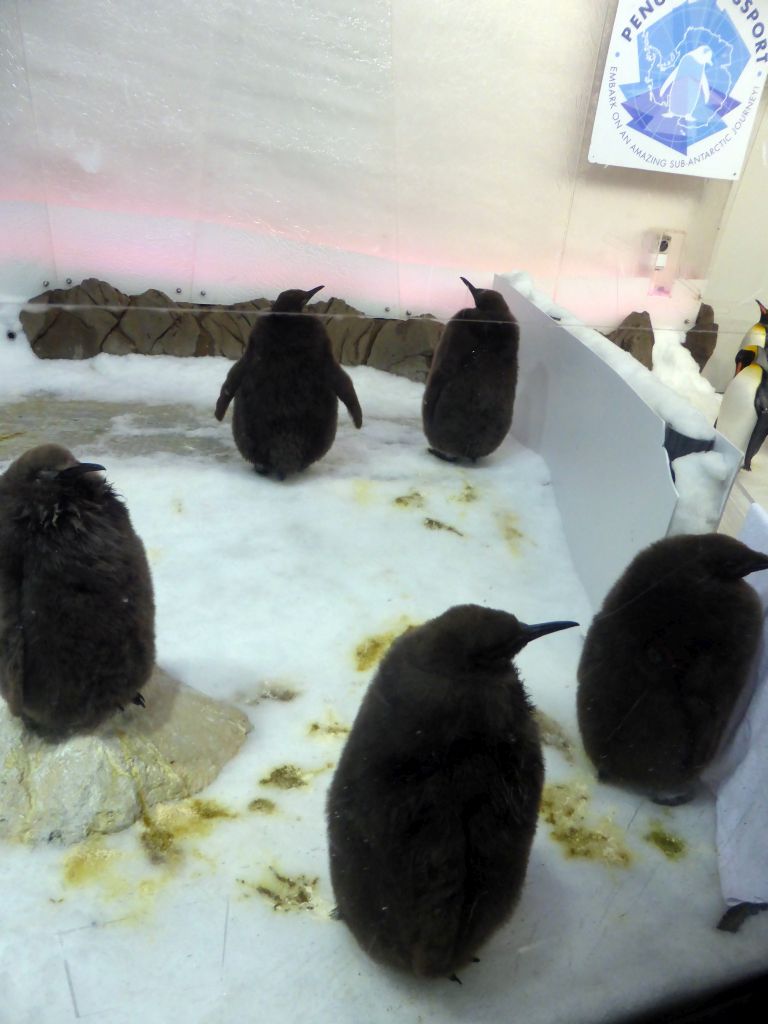 King Penguin chicks at the Penguin Playground at the Sea Life Melbourne Aquarium