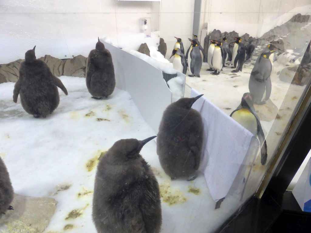 King Penguin chicks and King Penguins at the Penguin Playground at the Sea Life Melbourne Aquarium