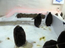 King Penguin chicks at the Penguin Playground at the Sea Life Melbourne Aquarium