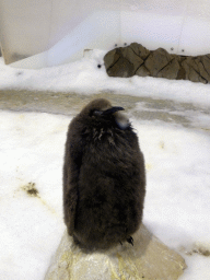 King Penguin chick at the Penguin Playground at the Sea Life Melbourne Aquarium