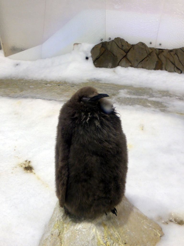 King Penguin chick at the Penguin Playground at the Sea Life Melbourne Aquarium