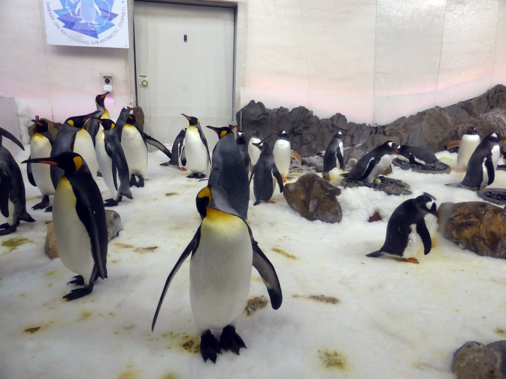 King Penguins and Gentoo Penguins at the Penguin Playground at the Sea Life Melbourne Aquarium