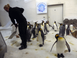 King Penguins and zoo keeper at the Penguin Playground at the Sea Life Melbourne Aquarium