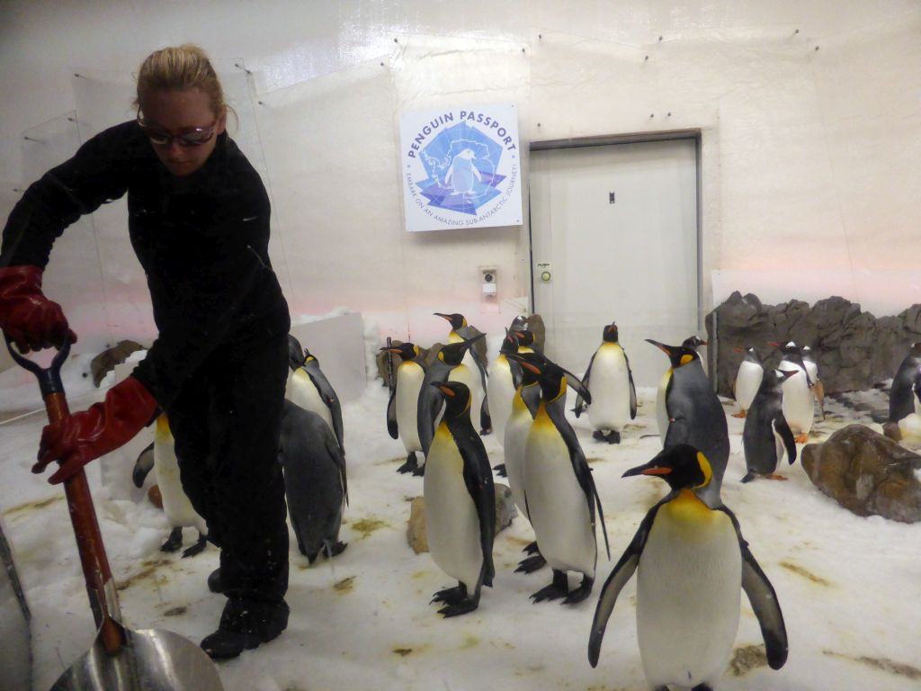 King Penguins and zoo keeper at the Penguin Playground at the Sea Life Melbourne Aquarium