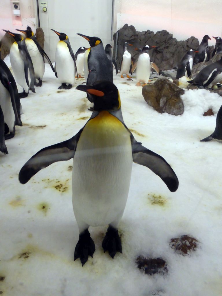 King Penguins at the Penguin Playground at the Sea Life Melbourne Aquarium