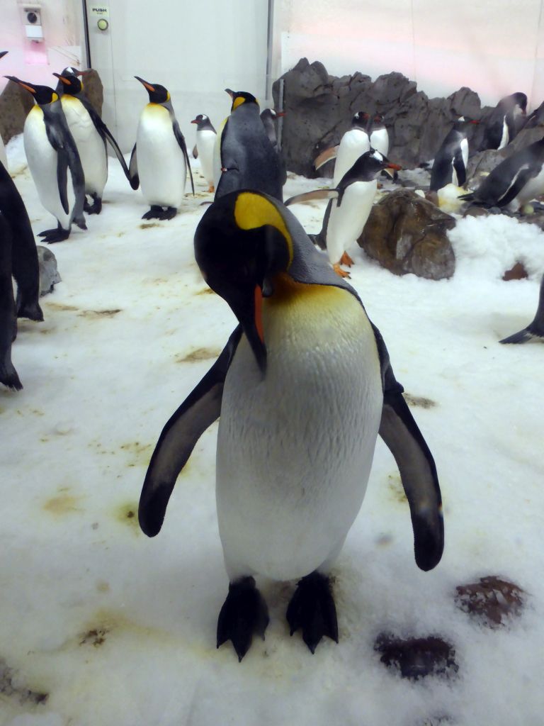 King Penguins at the Penguin Playground at the Sea Life Melbourne Aquarium