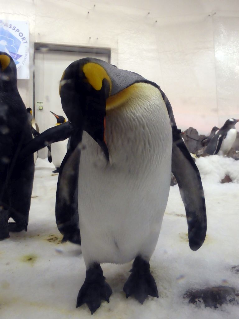 King Penguins at the Penguin Playground at the Sea Life Melbourne Aquarium