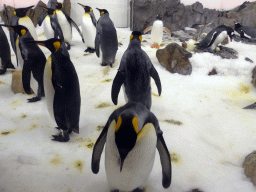 King Penguins and Gentoo Penguins at the Penguin Playground at the Sea Life Melbourne Aquarium