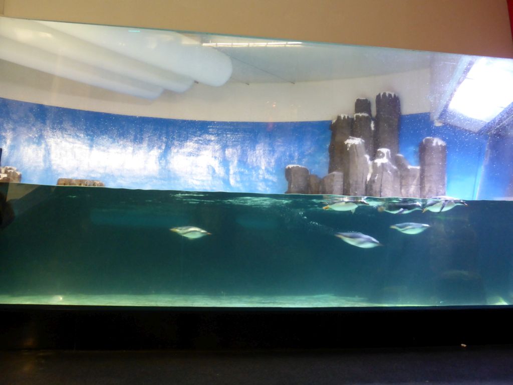 Gentoo Penguins underwater at the Penguin Playground at the Sea Life Melbourne Aquarium