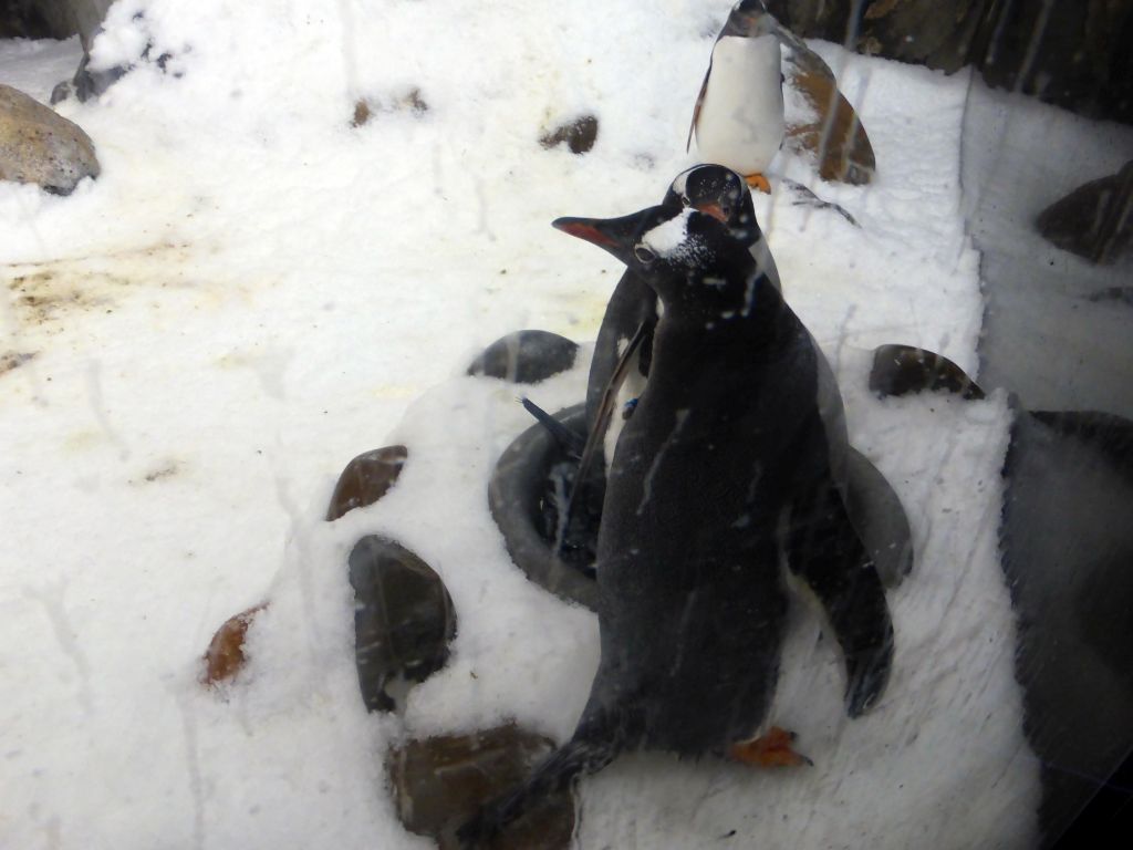 Gentoo Penguins at the Penguin Playground at the Sea Life Melbourne Aquarium