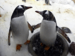 Gentoo Penguins at the Penguin Playground at the Sea Life Melbourne Aquarium