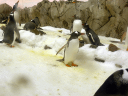 Gentoo Penguins at the Penguin Playground at the Sea Life Melbourne Aquarium