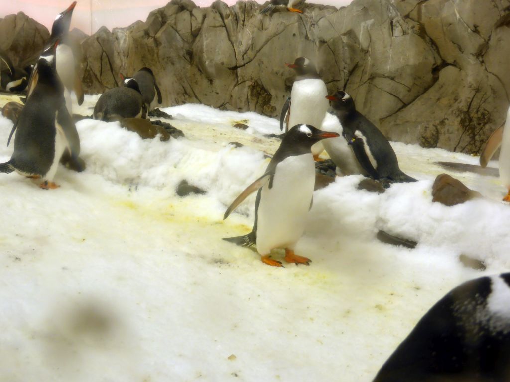 Gentoo Penguins at the Penguin Playground at the Sea Life Melbourne Aquarium