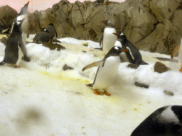 Gentoo Penguins at the Penguin Playground at the Sea Life Melbourne Aquarium