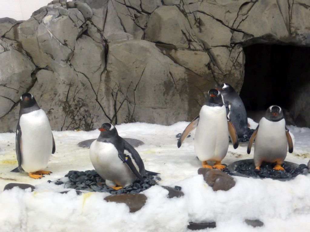 Gentoo Penguins at the Penguin Playground at the Sea Life Melbourne Aquarium