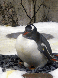 Gentoo Penguin at the Penguin Playground at the Sea Life Melbourne Aquarium