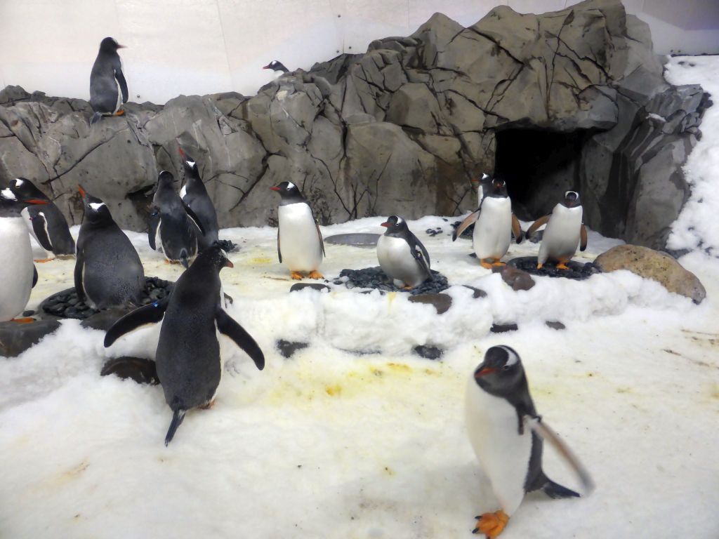 Gentoo Penguins at the Penguin Playground at the Sea Life Melbourne Aquarium