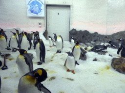 King Penguins and Gentoo Penguins at the Penguin Playground at the Sea Life Melbourne Aquarium