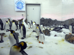 King Penguins and Gentoo Penguins at the Penguin Playground at the Sea Life Melbourne Aquarium