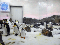 King Penguins and Gentoo Penguins at the Penguin Playground at the Sea Life Melbourne Aquarium