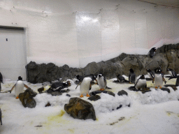 Gentoo Penguins at the Penguin Playground at the Sea Life Melbourne Aquarium