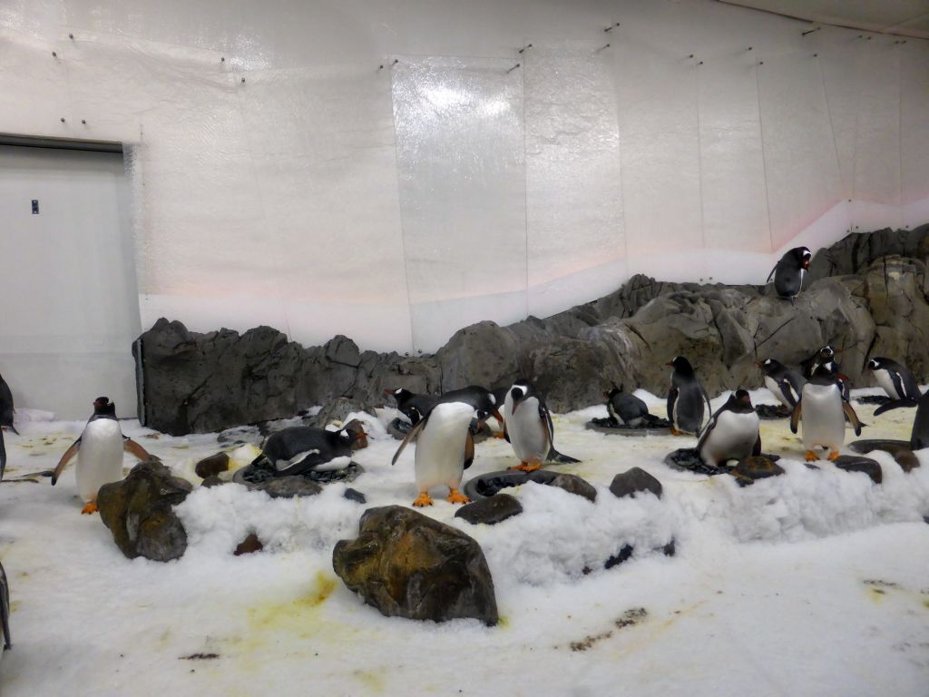 Gentoo Penguins at the Penguin Playground at the Sea Life Melbourne Aquarium