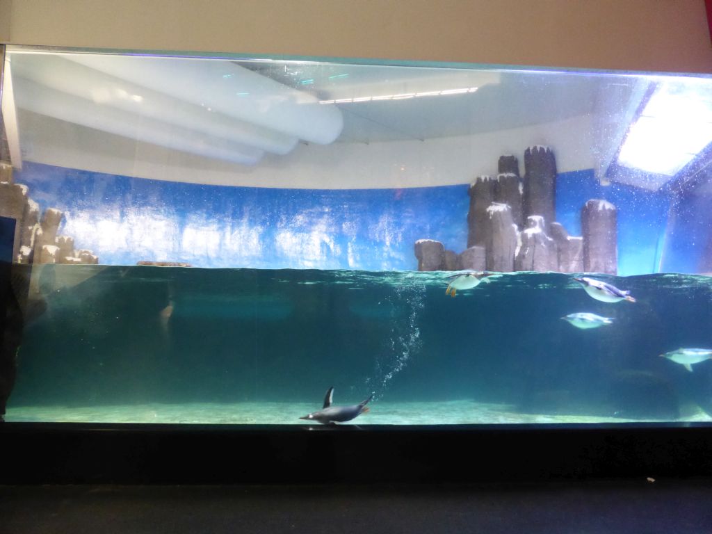 Gentoo Penguins underwater at the Penguin Playground at the Sea Life Melbourne Aquarium