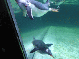 Gentoo Penguins underwater at the Penguin Playground at the Sea Life Melbourne Aquarium