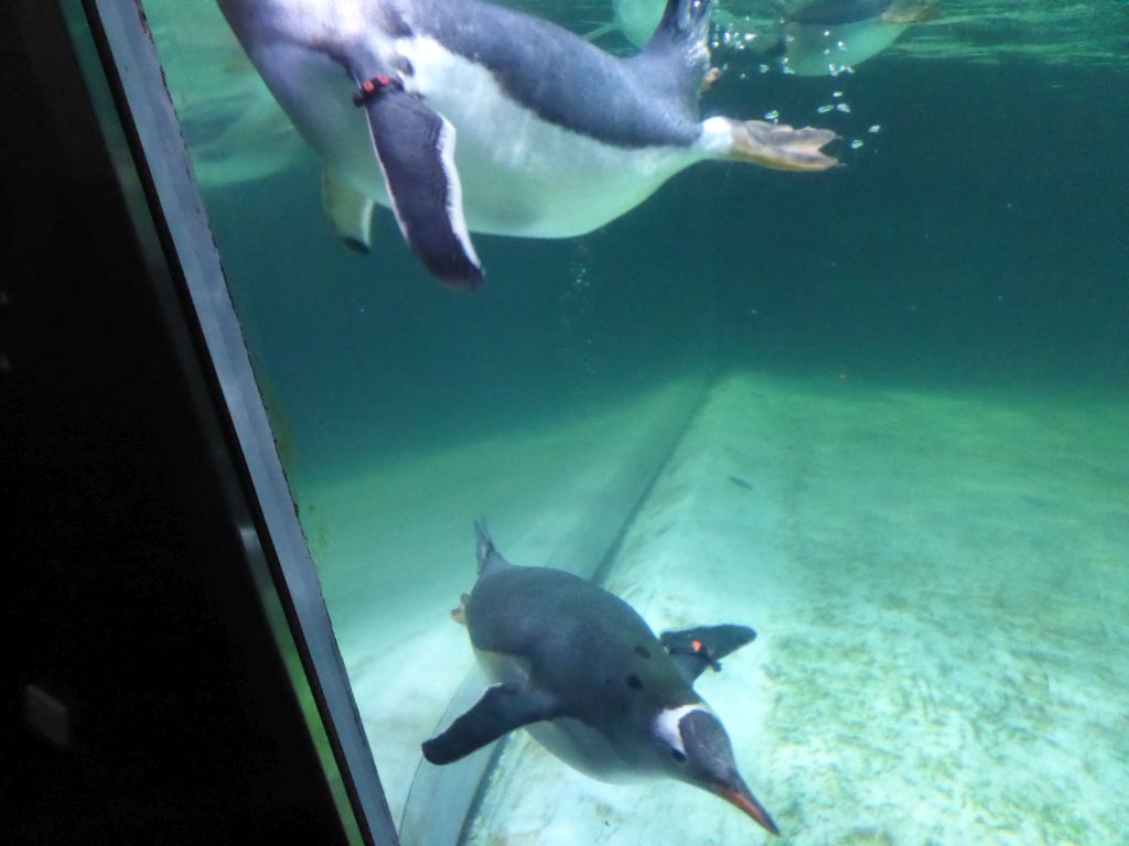 Gentoo Penguins underwater at the Penguin Playground at the Sea Life Melbourne Aquarium