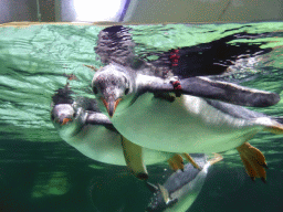 Gentoo Penguins underwater at the Penguin Playground at the Sea Life Melbourne Aquarium