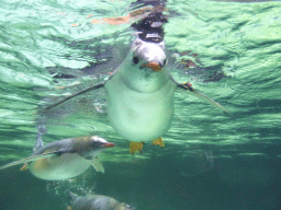 Gentoo Penguins underwater at the Penguin Playground at the Sea Life Melbourne Aquarium
