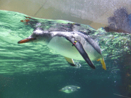 Gentoo Penguins underwater at the Penguin Playground at the Sea Life Melbourne Aquarium