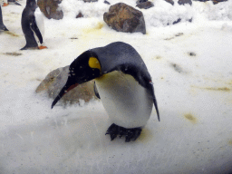 King Penguins at the Penguin Playground at the Sea Life Melbourne Aquarium