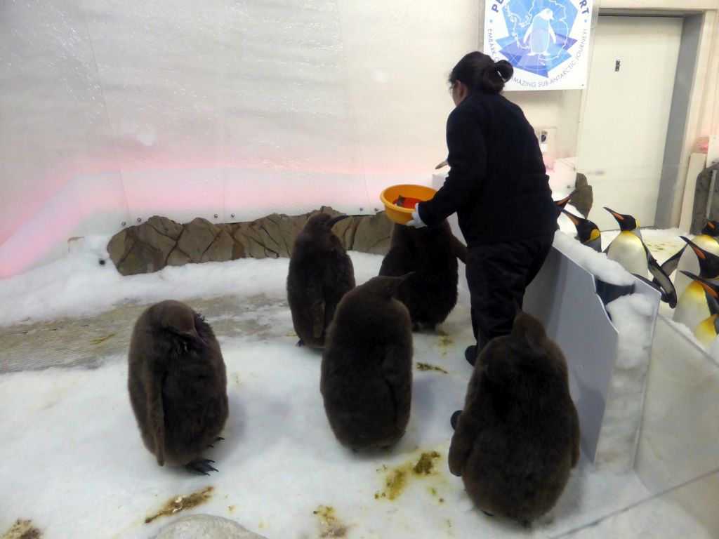 King Penguin chicks and King Penguins getting food at the Penguin Playground at the Sea Life Melbourne Aquarium