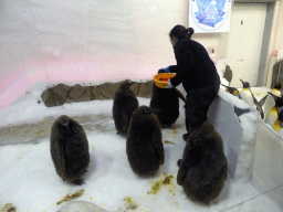 King Penguin chicks and King Penguins getting food at the Penguin Playground at the Sea Life Melbourne Aquarium