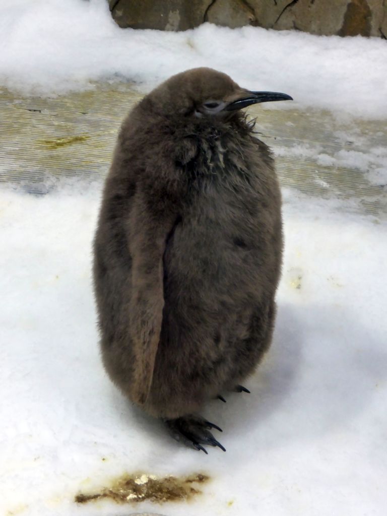 King Penguin chick at the Penguin Playground at the Sea Life Melbourne Aquarium