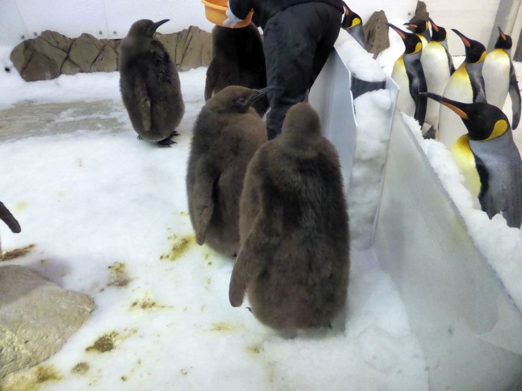 King Penguin chicks and King Penguins getting food at the Penguin Playground at the Sea Life Melbourne Aquarium