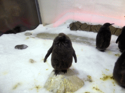 King Penguin chicks at the Penguin Playground at the Sea Life Melbourne Aquarium